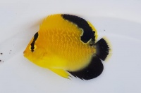 Golden-spotted Angelfish-Apolemichthys xanthopunctatus