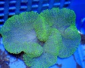 Актиния ковровая зеленная - размер L-Stichodactyla haddoni-green