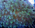 Актиния пузырчатая-Entacmea quadricolor colored