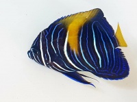 Maculosus Angelfish-Pomacanthus maculosus