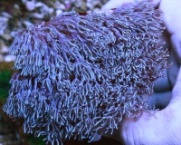 Пульсирующий коралл-Xenia