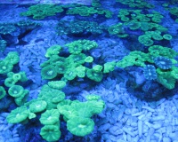 Caulastrea sp super green- Кауластрея разводная супер зеленая