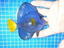 Синяя зебрасома M-Zebrasoma xanthurum  