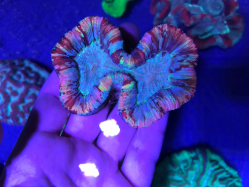  Кораллы    Из    Австралии      